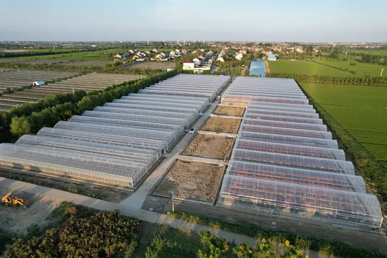 20,000 sqm Elevated Strawberry System in Jiangsu - greenhouse product or project by Chanscen