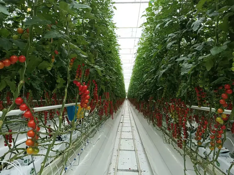 Tomato Hanging Gutter System Installation Guide - greenhouse cultivation system hero image by Chanscen