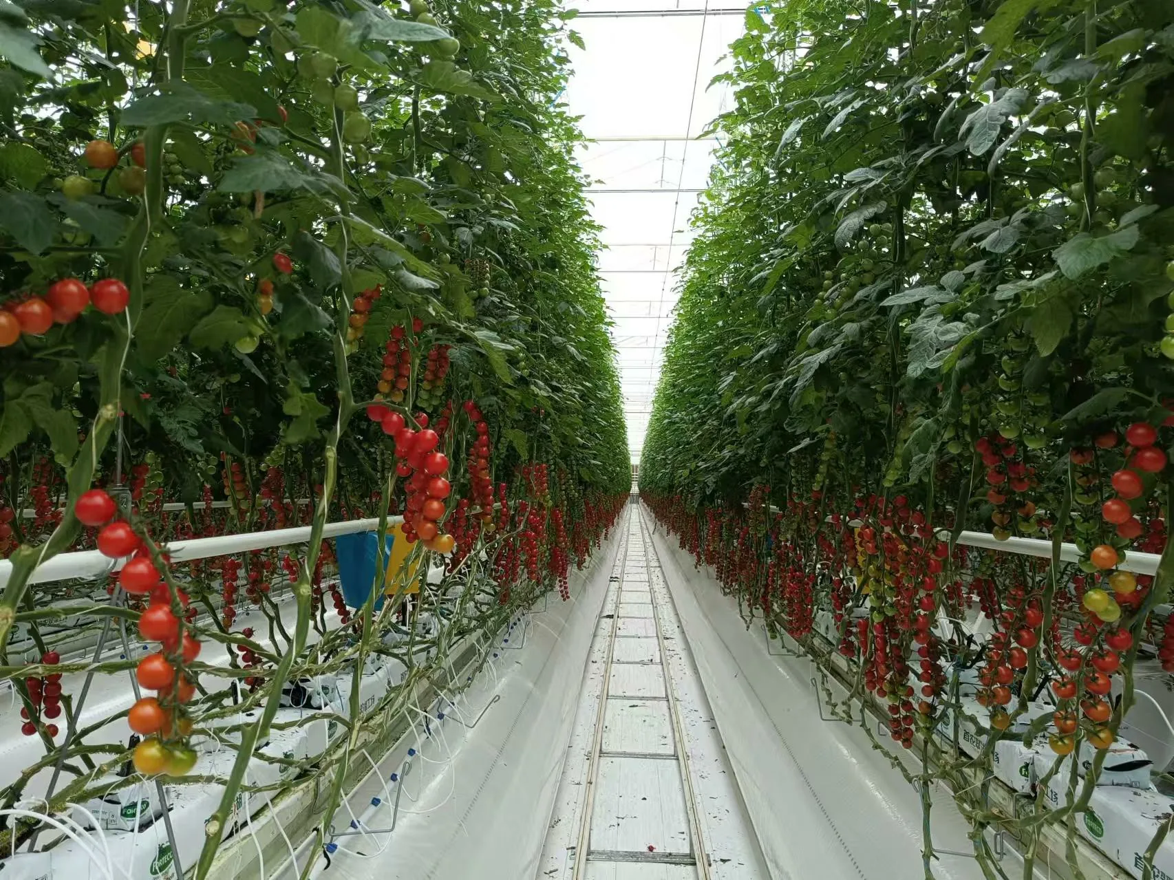 Tomato Greenhouse Growing System - greenhouse product or project by Chanscen