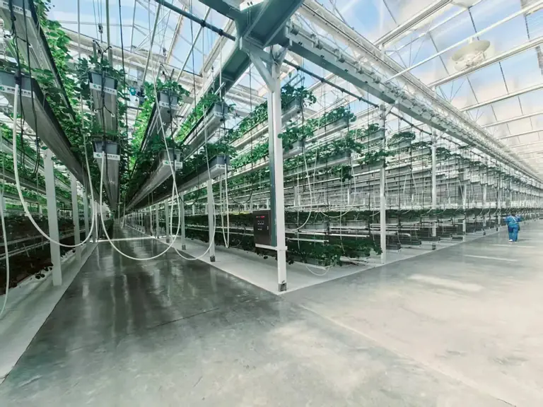 Greenhouse Crop Hooks & Hardware - greenhouse cultivation system hero image by Chanscen
