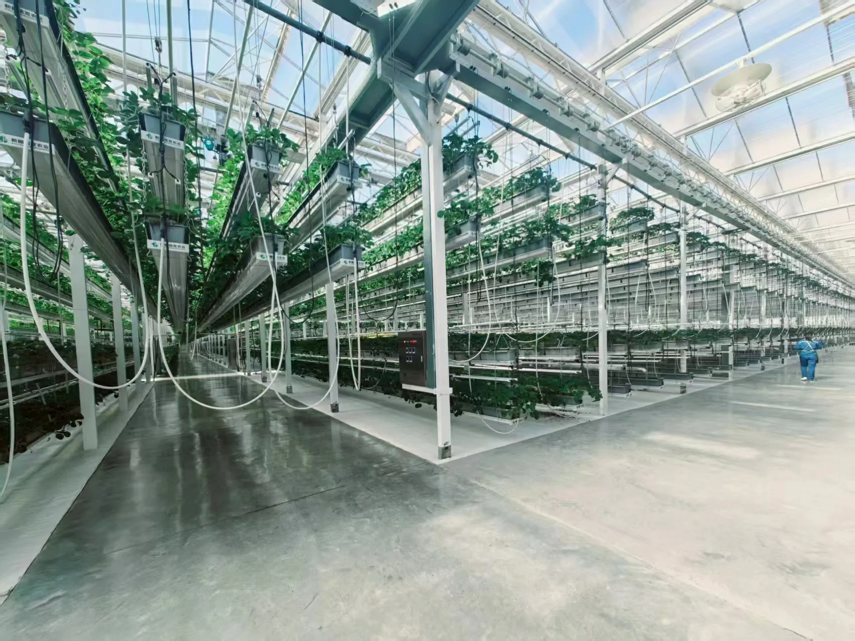 Greenhouse Crop Hook Selection Guide - greenhouse product or project by Chanscen