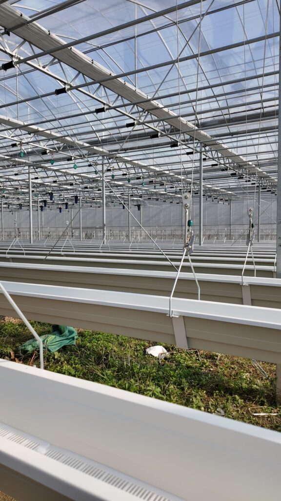 adjustable strawberries 1