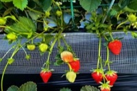 rotating strawberries