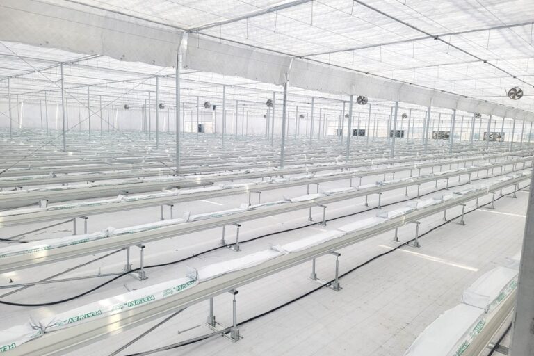 stake tomatoes 1
