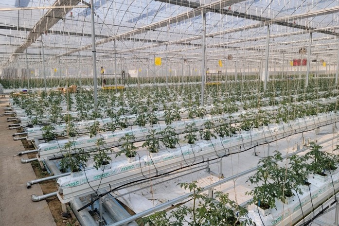 stake tomatoes
