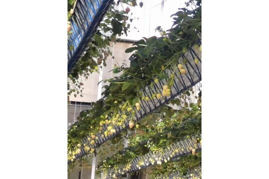 steel-framed flexible planting trough