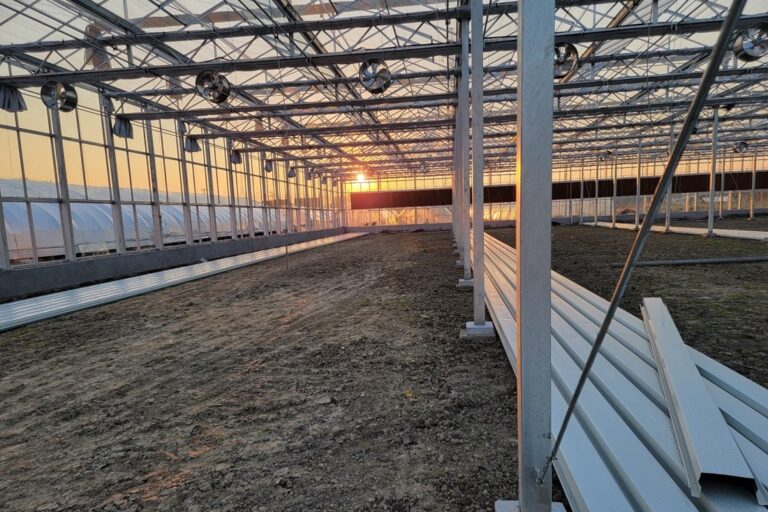 tomato cultivation trough 1