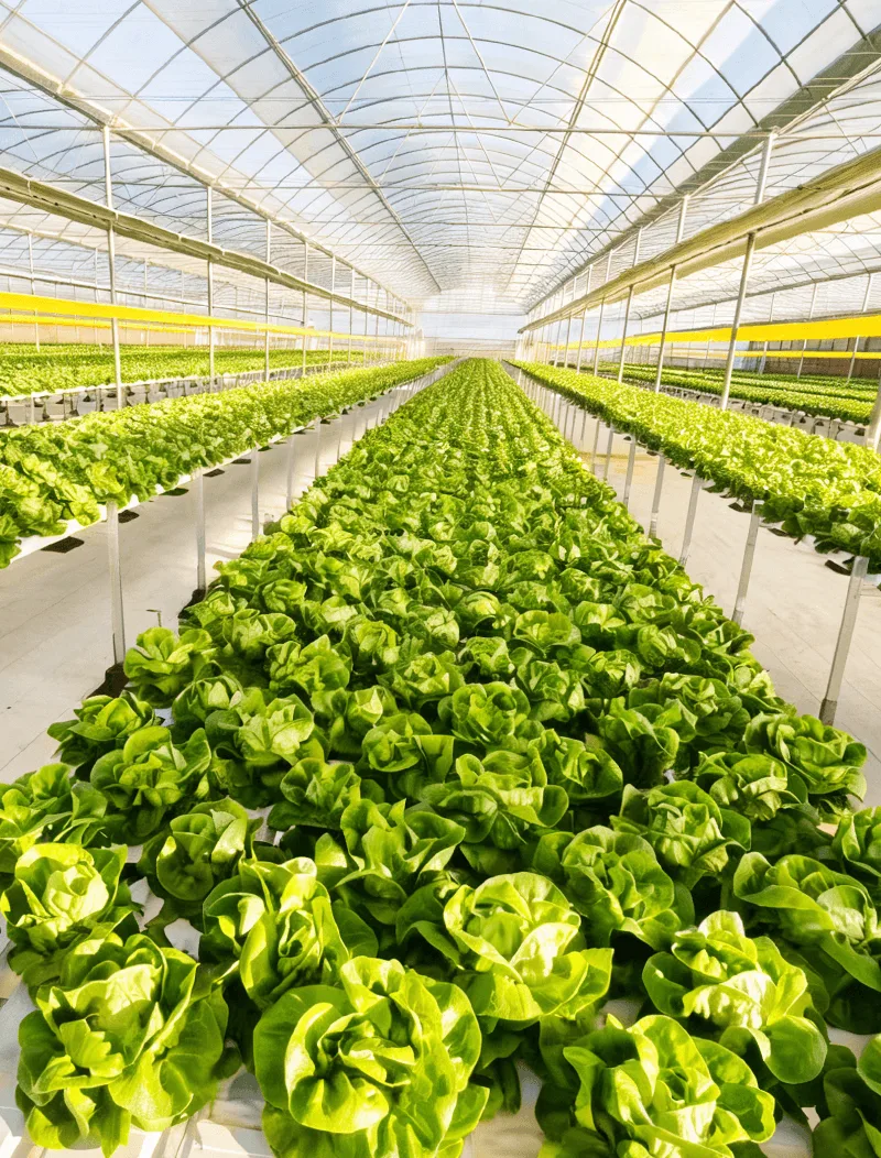 Hydroponics-Home page