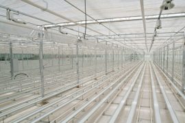 cut flower cultivation