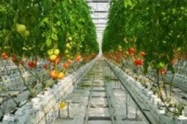 suspension tomatoes